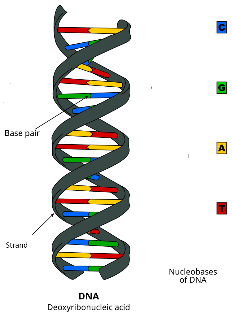 Schematische Darstellung der DNA-Doppelhelix mit den komplementären Basenpaaren