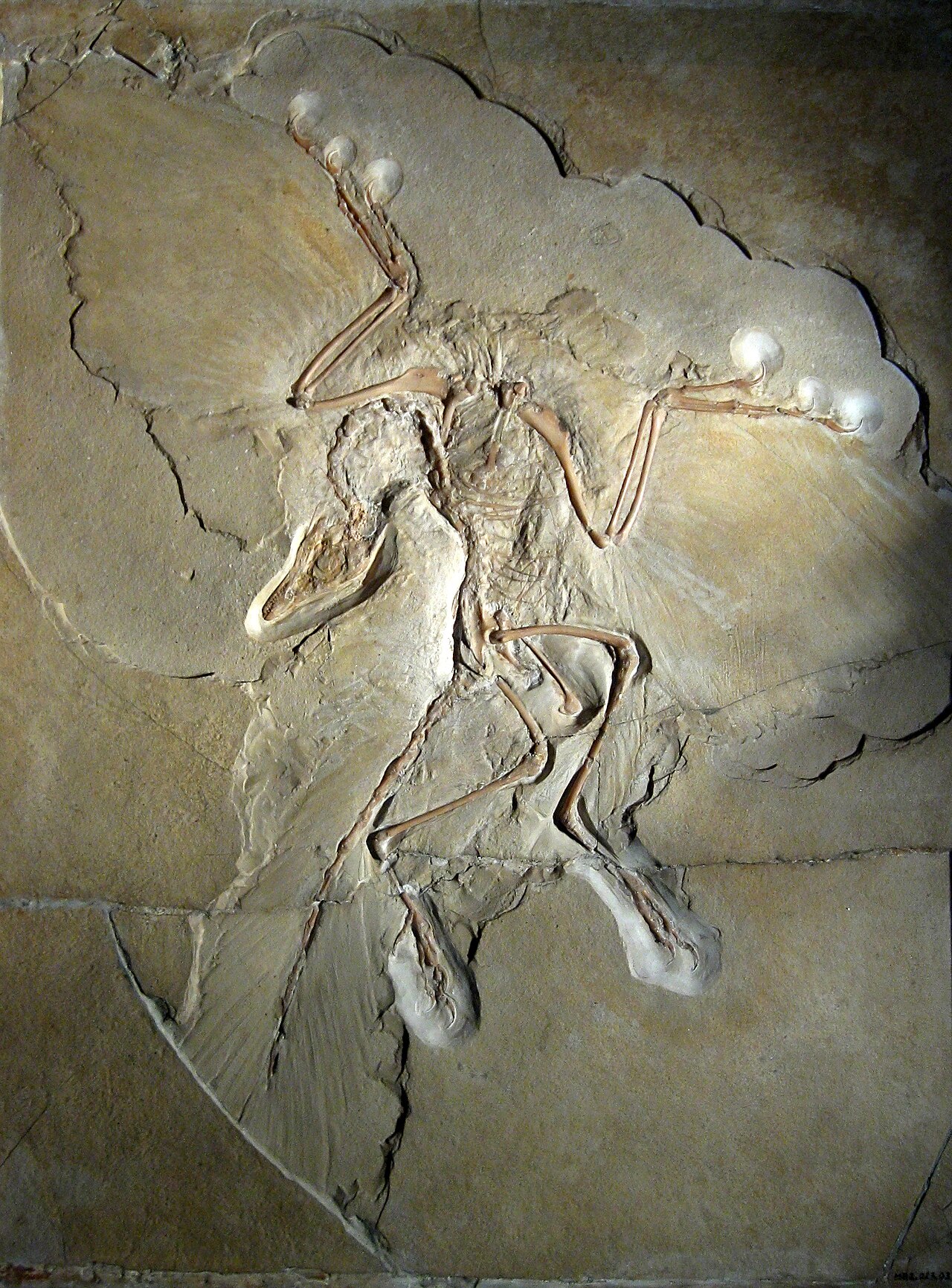 Versteinerung des Urvogels Archaeopteryx mit Abdrücken von Federn, Flügeln und langem Schwanz