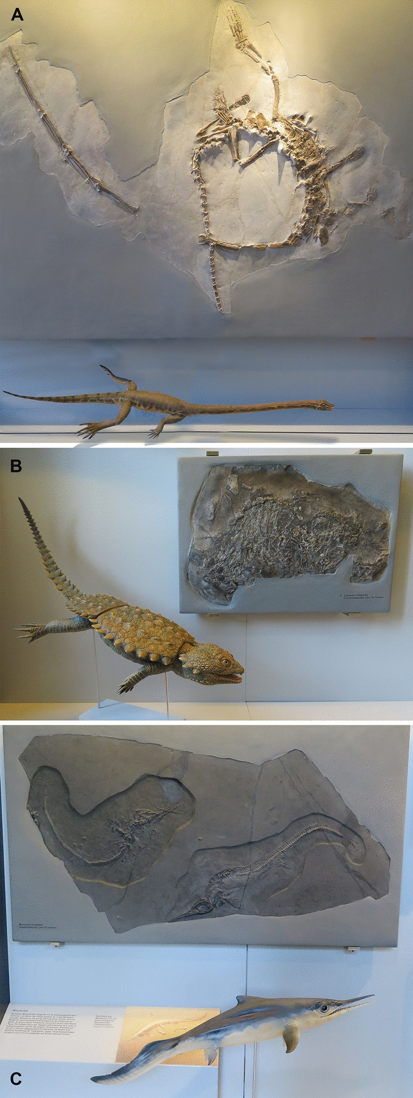 Fossilien von Meeresreptilien aus der Trias vom Monte San Giorgio