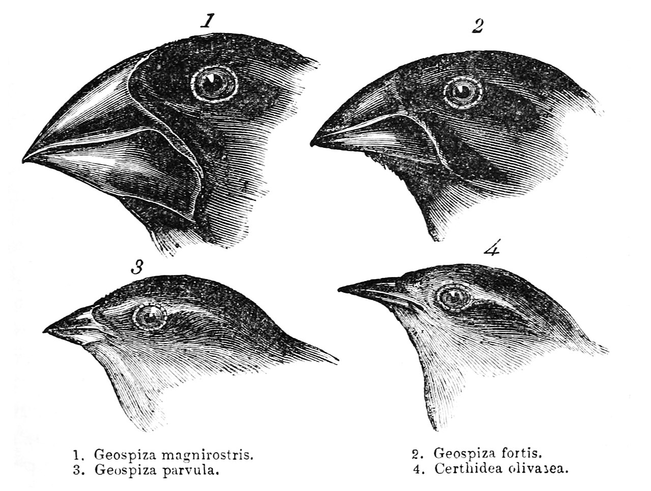 Zeichnung von vier Darwinfinken mit unterschiedlich geformten Schnäbeln