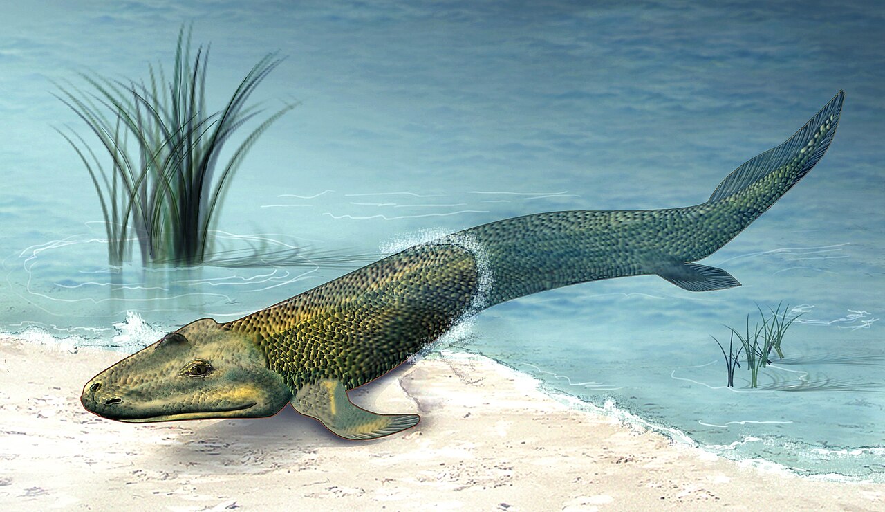 Lebendrekonstruktion von Tiktaalik, einem Fisch mit kräftigen Brustflossen im Flachwasser