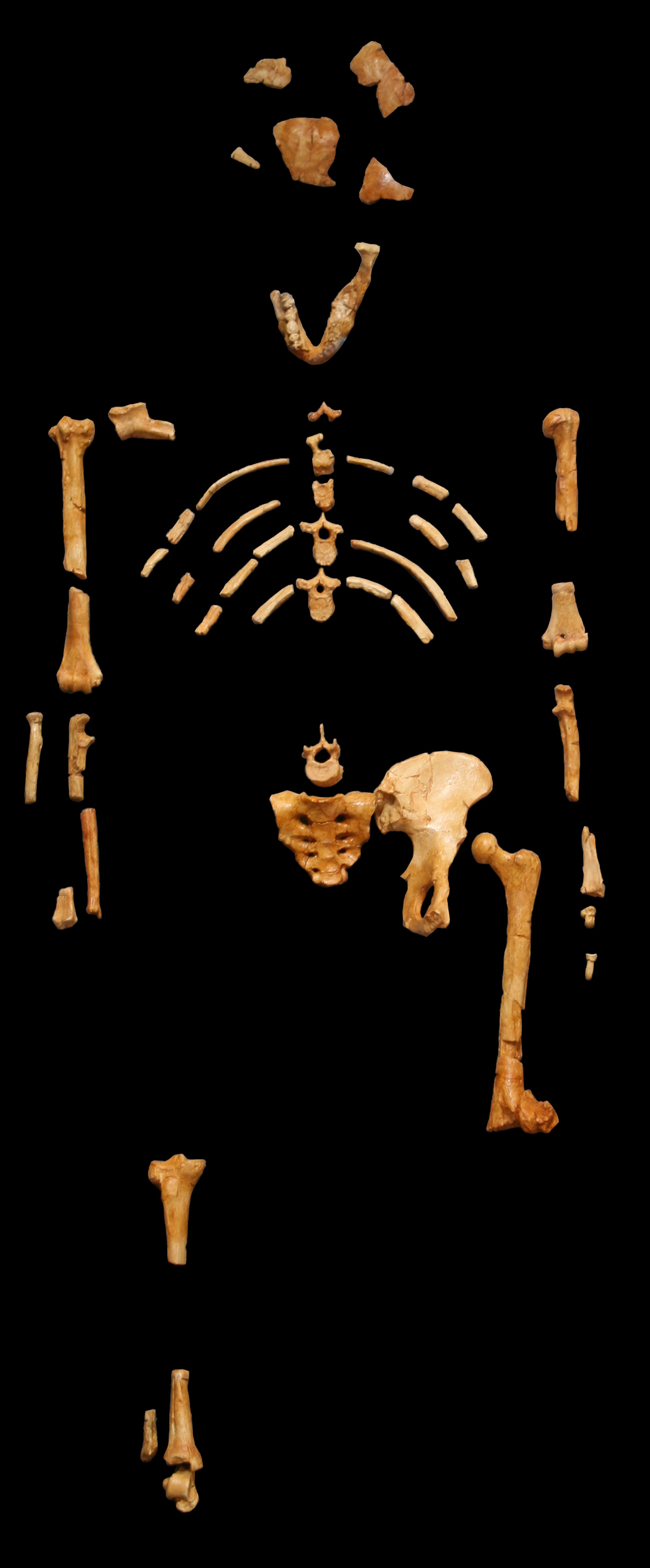 Teilskelett von Lucy, Australopithecus afarensis, vor schwarzem Hintergrund