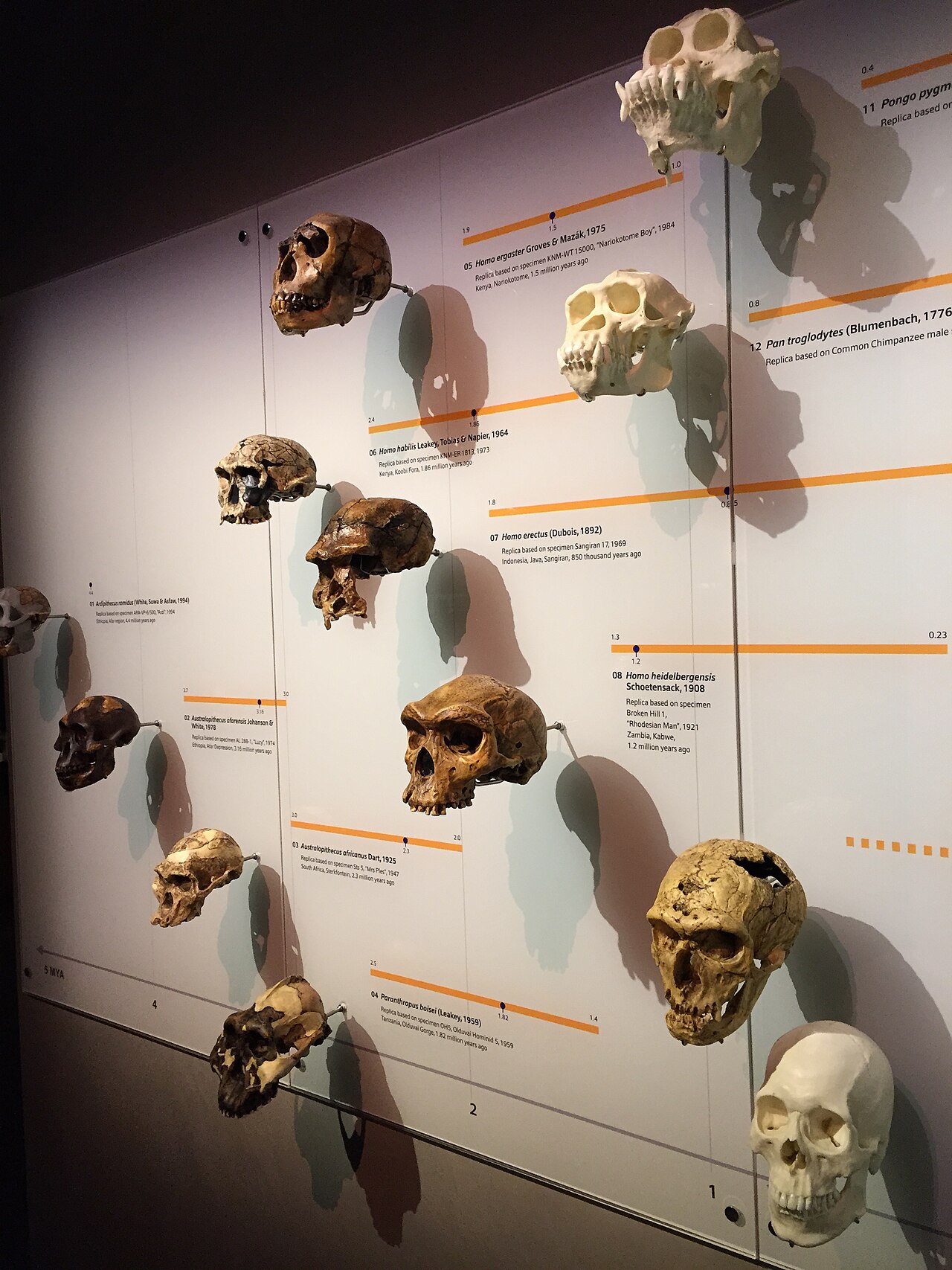 Museumsvitrine mit einer Reihe von Hominidenschädeln
