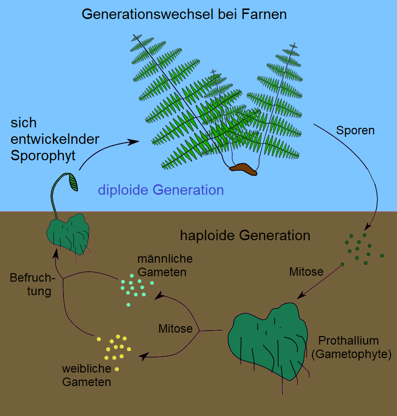 Schema des Generationswechsels beim Farn mit Farnpflanze, Sporen, Vorkeim und Befruchtung, deutsch beschriftet