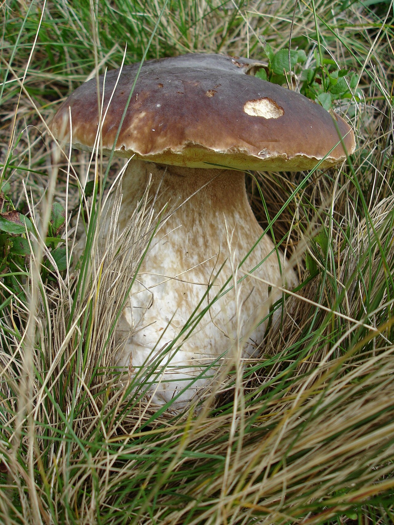 Steinpilz mit braunem Hut und dickem hellem Stiel auf dem Waldboden