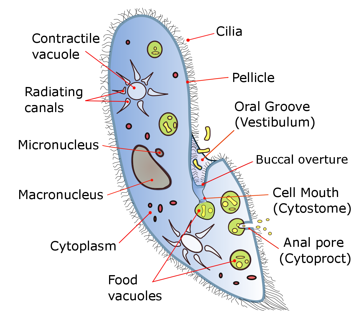 Beschriftetes Schema eines Pantoffeltierchens mit Wimpern, Zellmund, Nahrungsvakuolen, pulsierenden Vakuolen, Gross- und Kleinkern