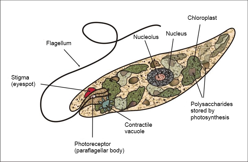 Beschriftetes Schema von Euglena mit Geissel, Augenfleck, Chloroplasten und Zellkern