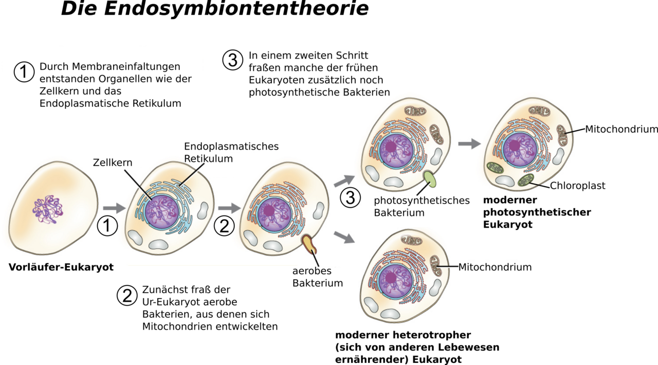 Schema der Endosymbiontentheorie: Aufnahme eines aeroben Bakteriums und eines Cyanobakteriums durch eine Vorläuferzelle