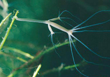 Süsswasserpolyp Hydra mit langen dünnen Fangarmen