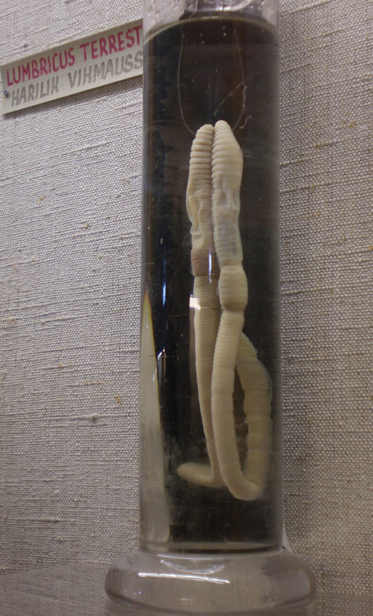 Regenwurm mit deutlich sichtbaren Körpersegmenten und Gürtel