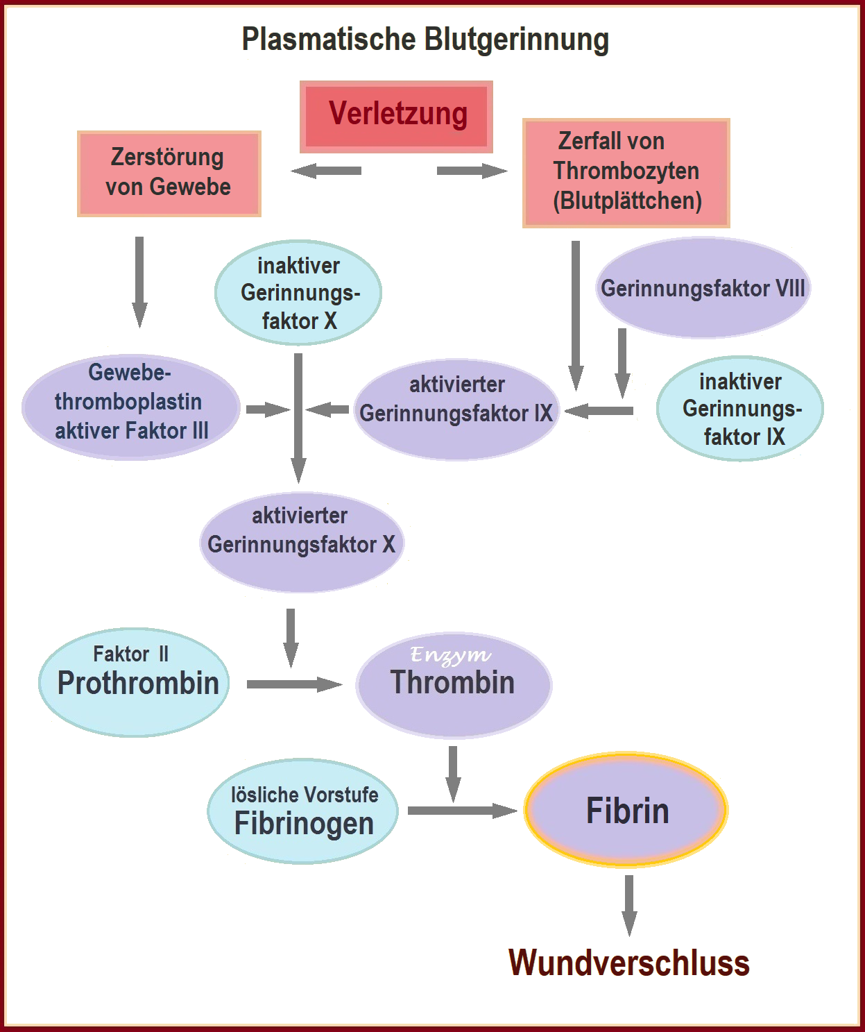 Schema der Blutgerinnung mit BlutplÀttchen und Fibrinnetz an einer verletzten GefÀsswand