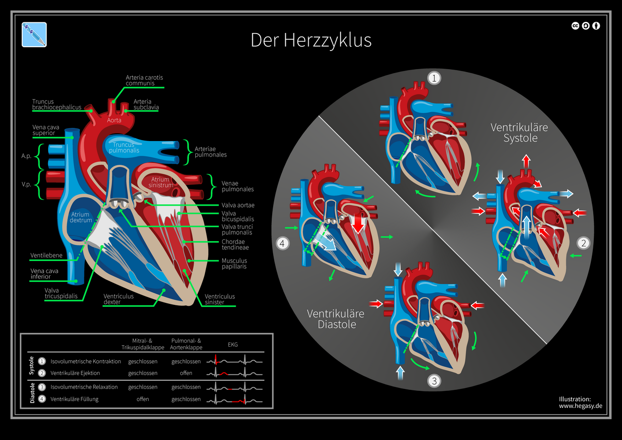 Schema des Herzzyklus mit Systole und Diastole und Stellung der Herzklappen, deutsch beschriftet