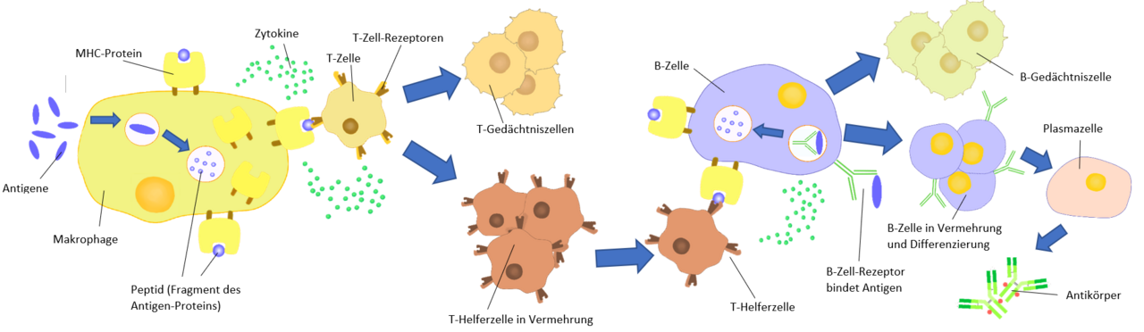 Schema der humoralen Immunantwort von der Antigenerkennung bis zur Antikörperbildung durch Plasmazellen