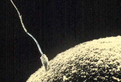 Elektronenmikroskopische Aufnahme eines Spermiums an der OberflÀche einer Eizelle