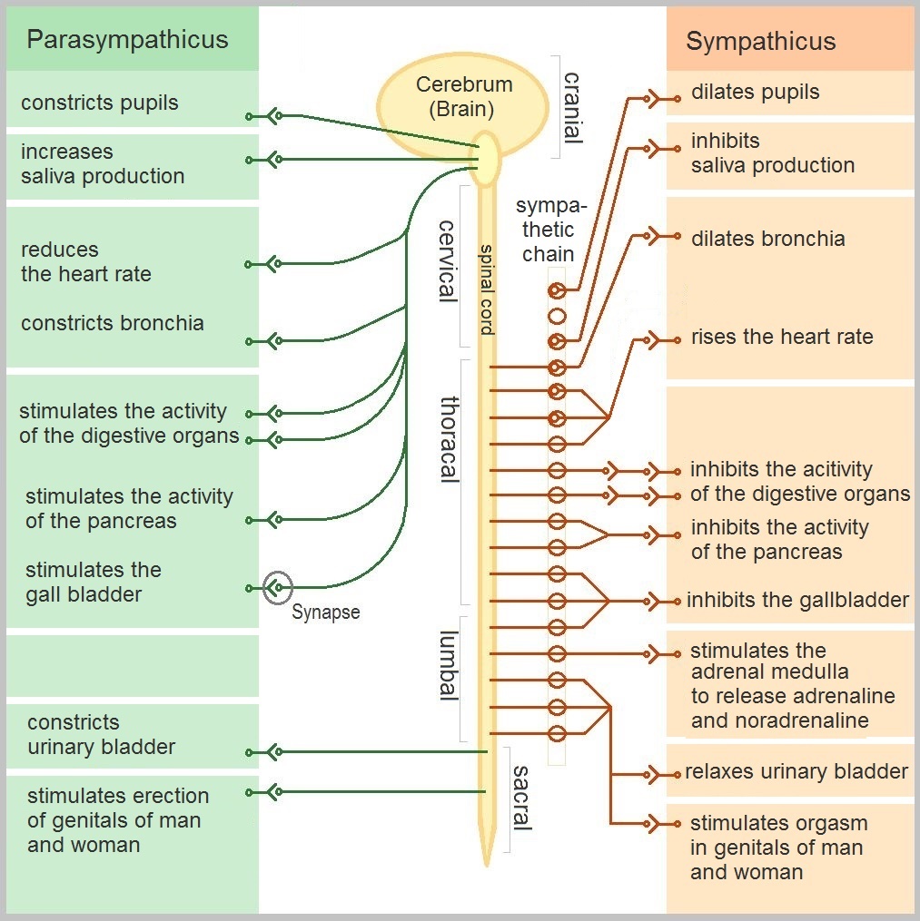 Schema des vegetativen Nervensystems mit Sympathikus und Parasympathikus und ihren Wirkungen auf die Organe