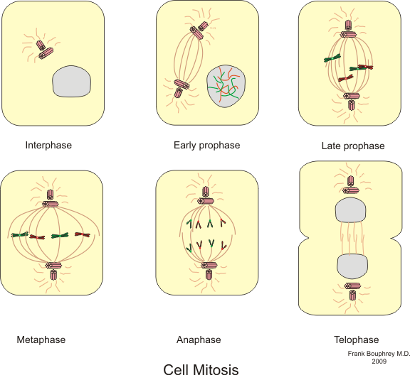 Schematische Darstellung der Mitose mit Prophase, Metaphase, Anaphase und Telophase