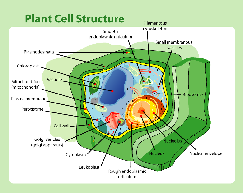 Schematische Darstellung einer Pflanzenzelle mit Zellwand, Chloroplasten und Vakuole