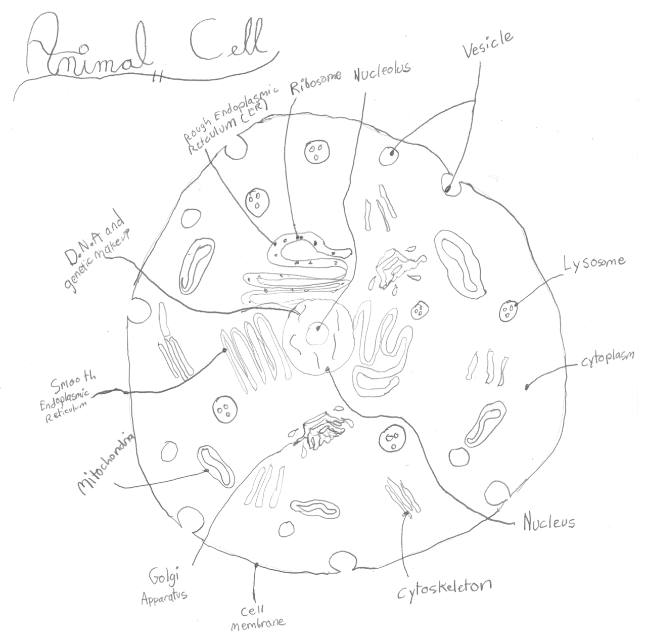 Schematische Darstellung einer tierischen Zelle mit ihren Organellen