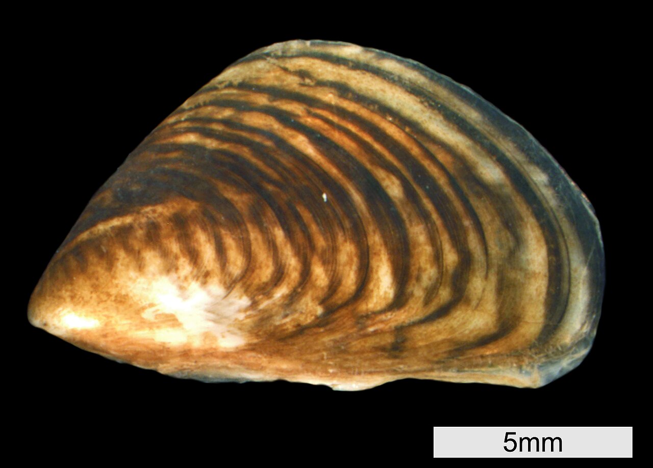 Quagga-Dreikantmuschel